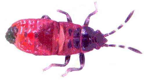 Second instar nymph of the Myakka bug, Ischnodemus variegatus (Signoret). Average length is 2.70 mm (± 0.39, n=47).