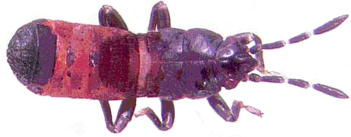 Third instar nymph of the Myakka bug, Ischnodemus variegatus (Signoret). Average length is 3.06 mm (± 0.31, n=42). 
