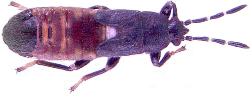 Fifth instar nymph of the Myakka bug, Ischnodemus variegatus (Signoret). Average length is 5.45 mm (± 0.43, n=46).
