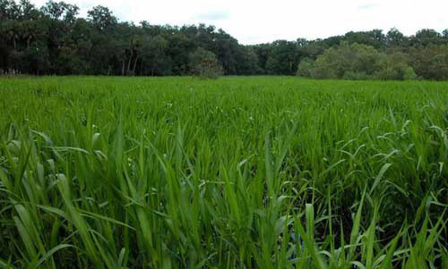 Monoculture of West Indian marsh grass, Hymenachne amplexicaulis (Rudge) Nees (Poaceae), at Myakka River State Park, Sarasota County, Florida. August 2003. 