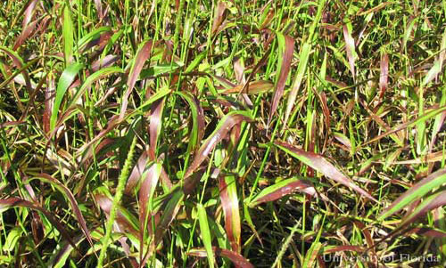 West Indian marsh grass, Hymenachne amplexicaulis (Rudge) Nees (Poaceae), exhibiting signs of stress induced by feeding damage from the Myakka bug, Ischnodemus variegatus (Signoret). 