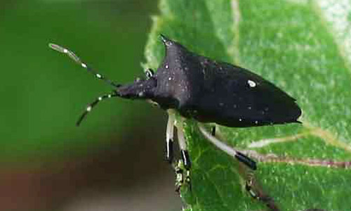 Adult black stink bug, Proxys punctulatus (Palisot), on lantana.
