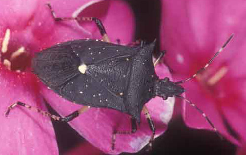 Dorsal view of an adult black stink bug, Proxys punctulatus (Palisot), on phlox. 