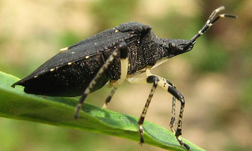 Lateral view of an adult black stink bug, Proxys punctulatus (Palisot).
