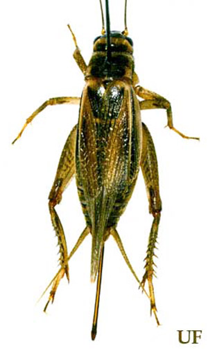An adult female house cricket, Acheta domesticus(Linnaeus), with hindwings intact.