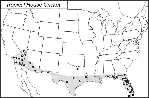 Distribution of the tropical house cricket, Gryllodes sigillatus (F. Walker).