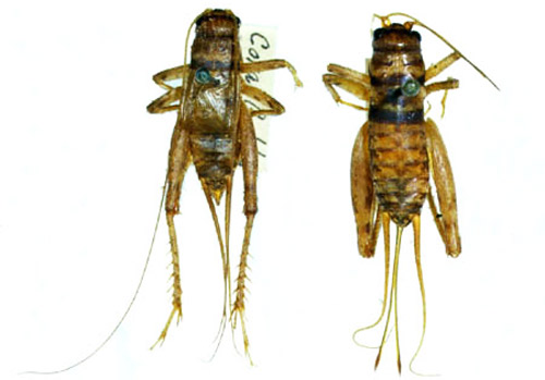 Tropical house cricket, Gryllodes sigillatus (F. Walker), male (left) and female (right).