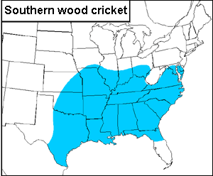 U.S. Distribution of the southern wood cricket, Gryllus fultoni.