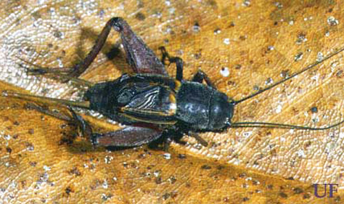 Adult male southern wood cricket, Gryllus fultoni (Alexander).
