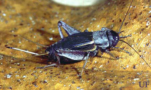 Adult female southern wood cricket, Gryllus fultoni (Alexander).