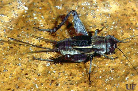 Adult female taciturn wood cricket, Gryllus ovisopis T. Walker.