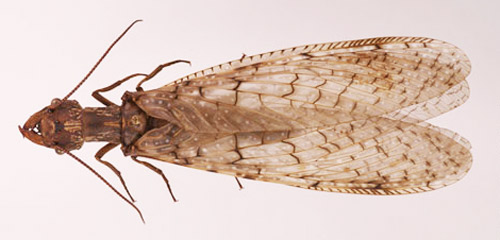 Adult female eastern dobsonfly, Corydalus cornutus (Linnaeus). 