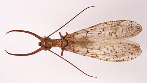 Adult male eastern dobsonfly, Corydalus cornutus (Linnaeus). 