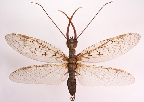 Adult male eastern dobsonfly, Corydalus cornutus (Linnaeus), with wings spread. 