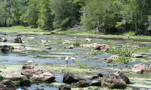 Eastern dobsonfly, Corydalus cornutus (Linnaeus), hellgrammite habitat - Sante Fe River (dry season), Alachua County, Florida. 