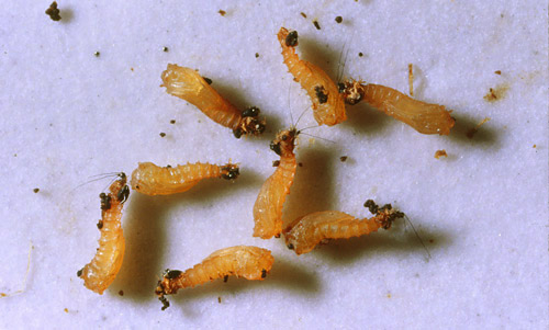 Newly formed Lutzomyia longipalpis (Lutz and Neiva) pupae.