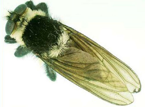 The "southern bee killer," Mallophora orcina