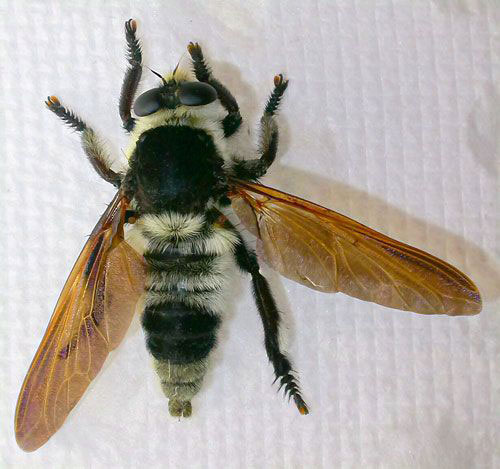 Dorsal view of the "Florida bee killer," Mallophora bomboides