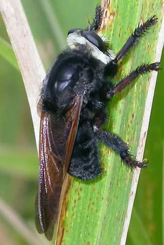 the "black bee killer," Mallophora nigra
