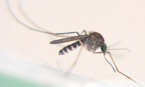 Adult female Culex (Melanoconion) pilosus, a mosquito.