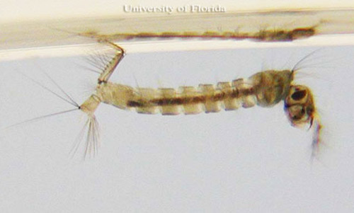 Larva of Culex (Melanoconion) pilosus, a mosquito. 