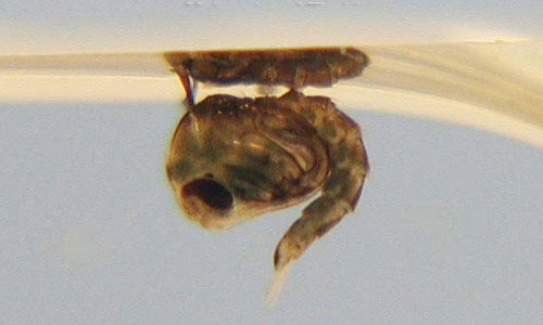 Pupa of Culex (Melanoconion) pilosus, a mosquito. 