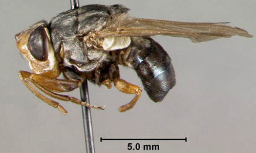 Lateral view of an adult human bot fly, Dermatobia hominis (Linnaeus Jr.). 