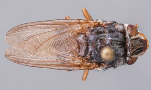 Dorsal view of an adult human bot fly, Dermatobia hominis (Linnaeus Jr.).
