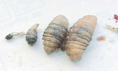 Left to right – 1st, 2nd, early 3rd, and late 3rd instar larva of the human bot fly, Dermatobia hominis (Linnaeus Jr.). 