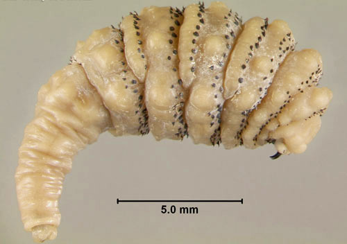 Third instar larva of the human bot fly, Dermatobia hominis (Linnaeus Jr.), lateral view. 