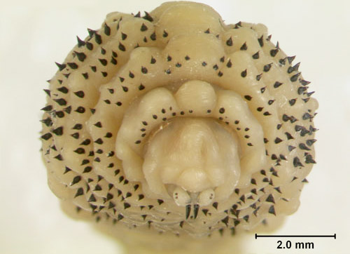 Third instar larva of the human bot fly, Dermatobia hominis (Linnaeus Jr.), frontal view.