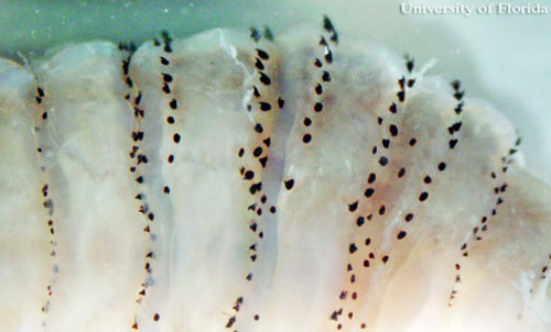 Backward projecting spines on larva of the human bot fly, Dermatobia hominis (Linnaeus Jr.).