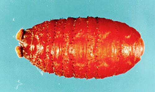Pupa of the human bot fly, Dermatobia hominis (Linnaeus Jr.). 