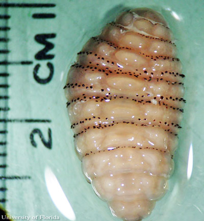 Third instar larva of the human bot fly, Dermatobia hominis (Linnaeus Jr.). 