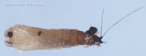 Pupa of Lutzomyia shannoni Dyar, a sand fly. 