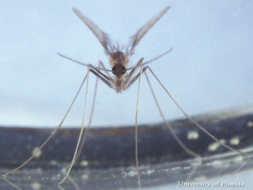 Non-blood fed, adult female Lutzomyia shannoni Dyar, a sand fly.