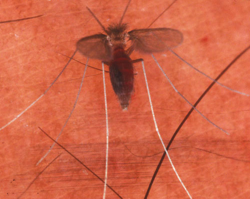 Non-blood fed, adult female Lutzomyia shannoni Dyar, a sand fly. 