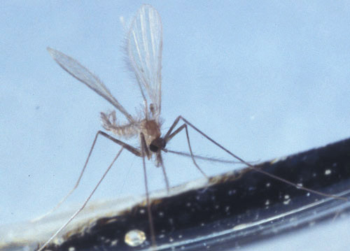 Adult male Lutzomyia shannoni Dyar, a sand fly.