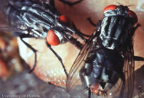 Dorsal view of adult Sarcophaga haemorrhoidalis (Fallén), the red-tailed flesh fly.