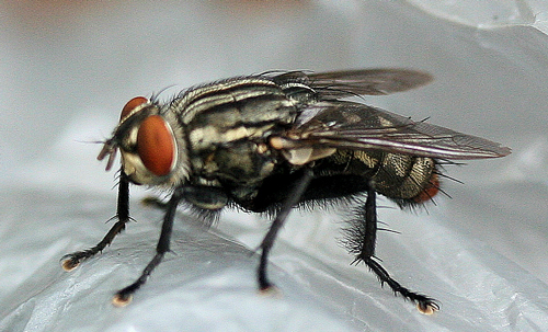 adult fly