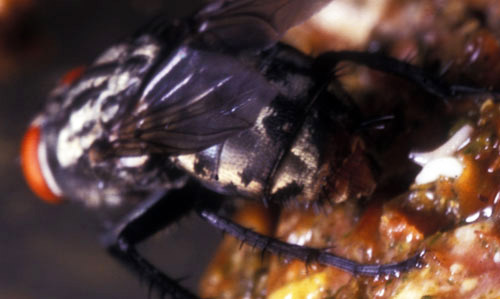 Adult female Sarcophaga haemorrhoidalis (Fallén), the red-tailed flesh fly, depositing first instar maggots (white larvae, right). 