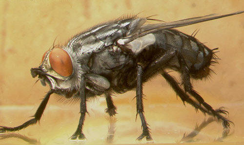 Anterior lateral view of an Sarcophaga crassipalpis Macquart, a flesh fly. Fly is on glass, which reflects some of the legs.