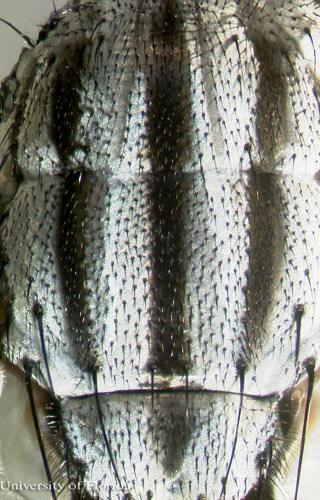 Dorsal view of the three thoracic stripes on Sarcophaga crassipalpis Macquart, a flesh fly. The head is at the top of the image.