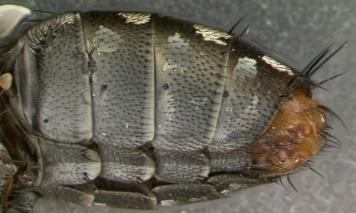 Lateral view of the abdomen of Sarcophaga crassipalpis Macquart, a flesh fly. The head is to the left of the image. 