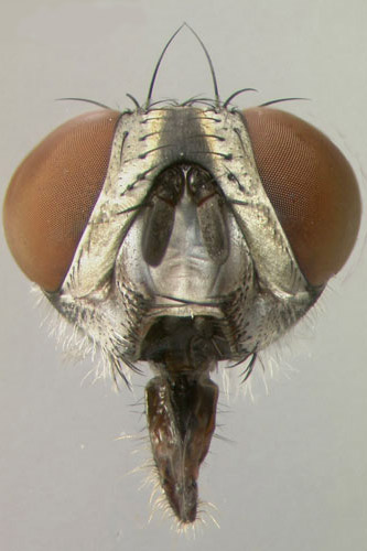 Frontal view of the head of Sarcophaga crassipalpis Macquart, a flesh fly. 