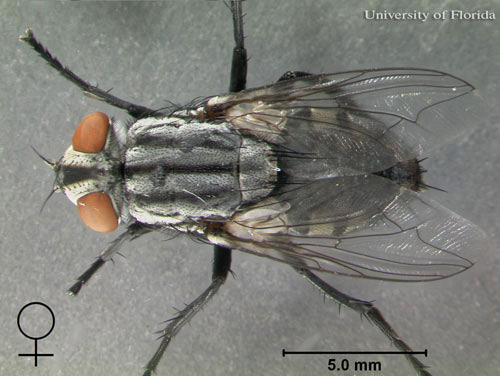 Dorsal view of adult female Sarcophaga crassipalpis Macquart, a flesh fly.