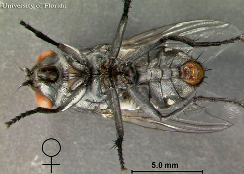 Ventral view of adult female Sarcophaga crassipalpis Macquart, a flesh fly. 