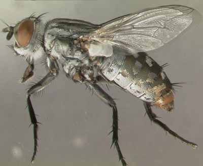 Lateral view of adult Sarcophaga crassipalpis Macquart, a flesh fly. 