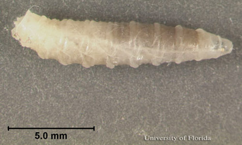 Lateral view of 3rd instar larva of Sarcophaga crassipalpis Macquart, a flesh fly, with scale size. The head is to the right. 