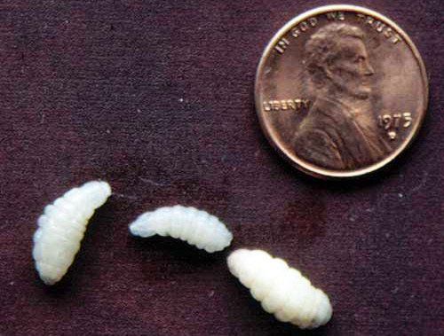 Second instar larvae of the tree squirrel bot fly, Cuterebra emasculator Fitch, collected from an eastern gray squirrel. 